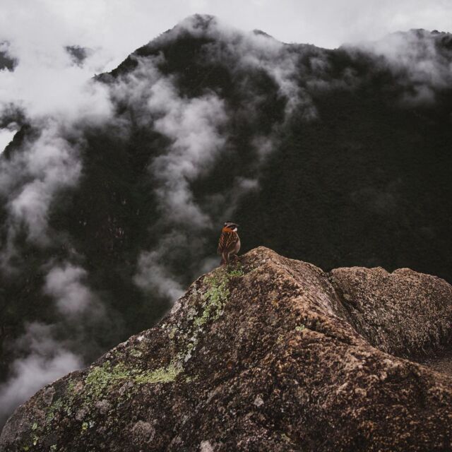 #highland #mountain #machupicchu #bird #cloud #peru #travel #explore #nature #culture